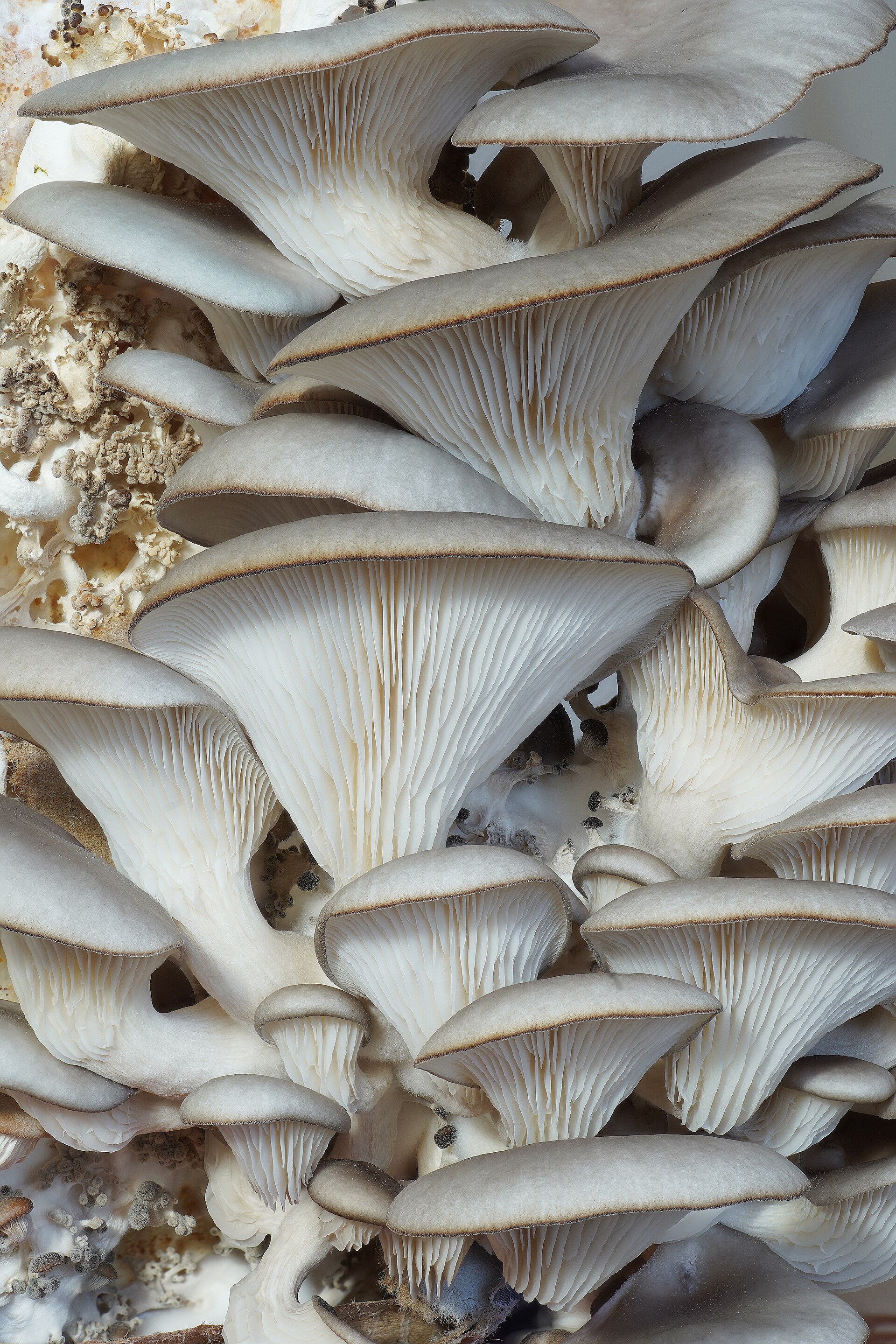 A fresh cluster of cultivated oyster mushrooms