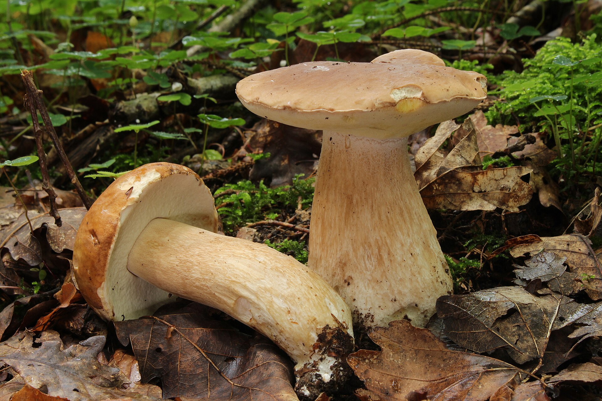 Rehydrating dried mushrooms